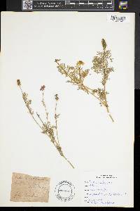Adonis autumnalis image