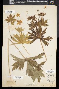 Anemone canadensis image