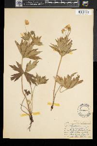 Anemone canadensis image