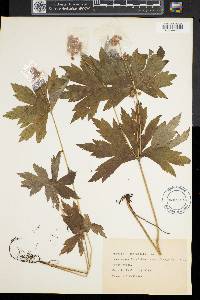 Anemone canadensis image