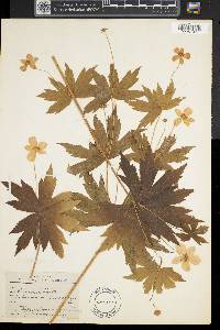 Anemone canadensis image
