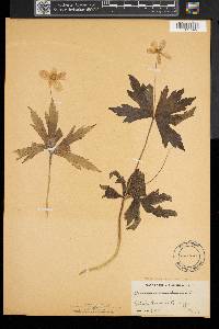 Anemone canadensis image
