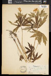 Anemone canadensis image