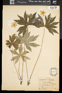 Anemone canadensis image