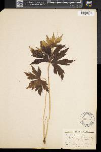 Anemone canadensis image