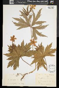 Anemone canadensis image