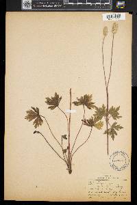 Anemone cylindrica image