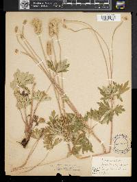 Anemone cylindrica image