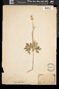 Anemone cylindrica image