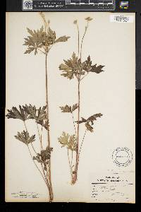 Anemone cylindrica image