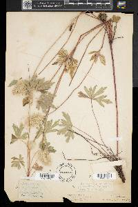 Anemone cylindrica image