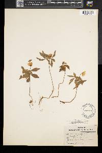 Anemone quinquefolia image