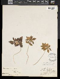 Anemone quinquefolia image