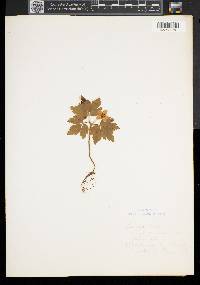 Anemone quinquefolia image