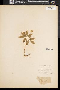 Anemone nemorosa image