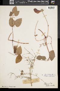 Clematis flammula image