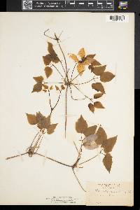 Clematis occidentalis image