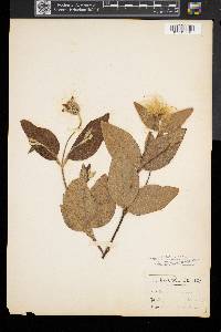 Clematis ochroleuca image
