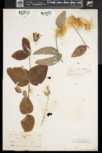 Clematis ochroleuca image