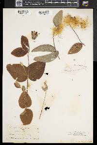Clematis ochroleuca image