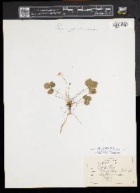 Coptis trifolia image