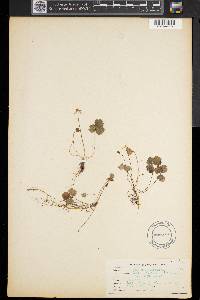 Coptis trifolia image
