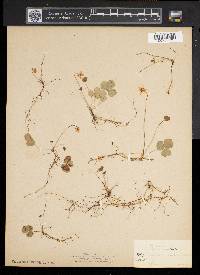 Coptis trifolia image