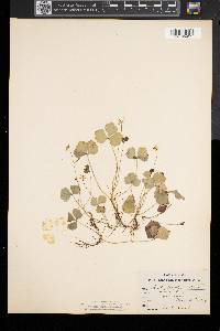 Coptis trifolia image