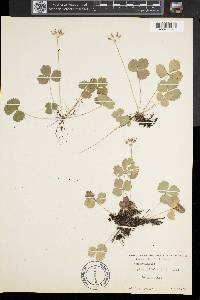 Coptis trifolia image
