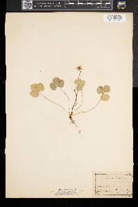 Coptis trifolia image