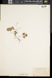 Coptis trifolia image