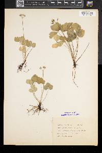 Coptis trifolia image