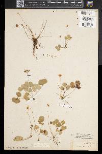 Coptis trifolia image