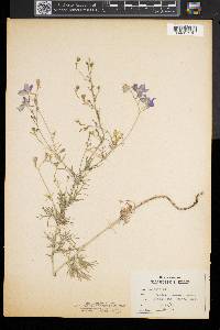 Delphinium ajacis image