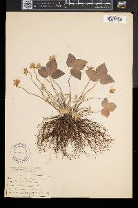 Anemone acutiloba image