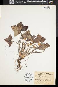 Anemone acutiloba image