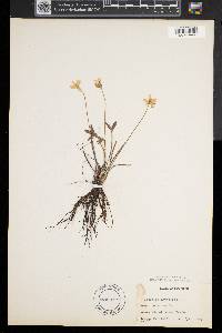 Anemone acutiloba image