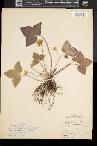 Anemone acutiloba image