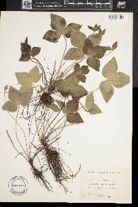 Anemone acutiloba image
