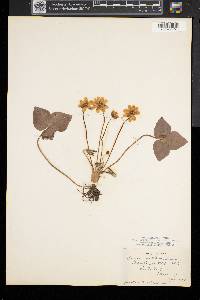 Anemone acutiloba image