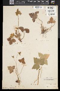 Anemone acutiloba image