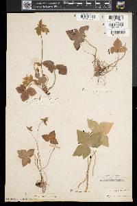 Anemone acutiloba image