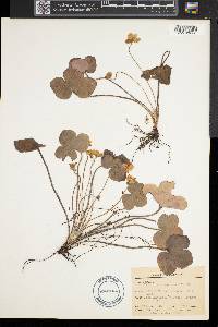 Anemone americana image