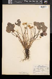 Anemone americana image
