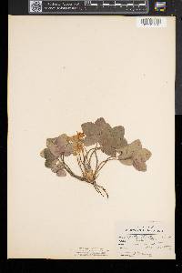 Anemone americana image