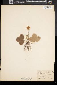 Anemone americana image