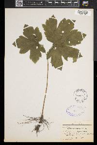 Hydrastis canadensis image