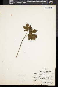 Hydrastis canadensis image