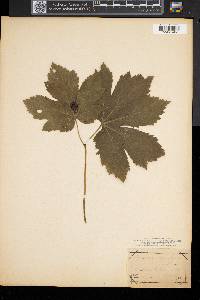 Hydrastis canadensis image