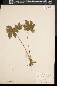 Hydrastis canadensis image